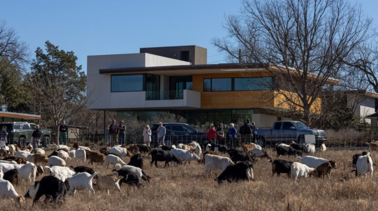 الماعز أثناء عملية التنظيف