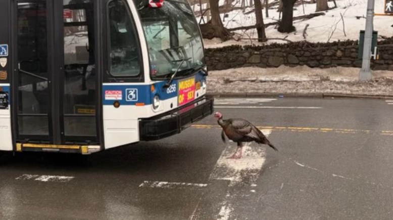 الديك الرومي