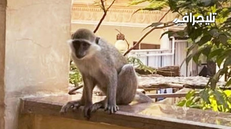 صورة تعبيرية 