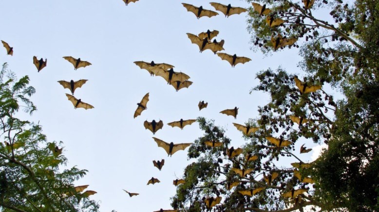 خفاش الفاكهة المصري