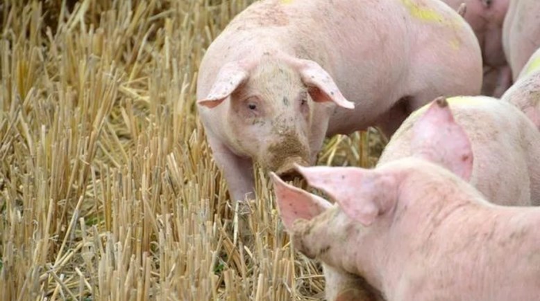 إنفلونزا الخنازير - تعبيرية