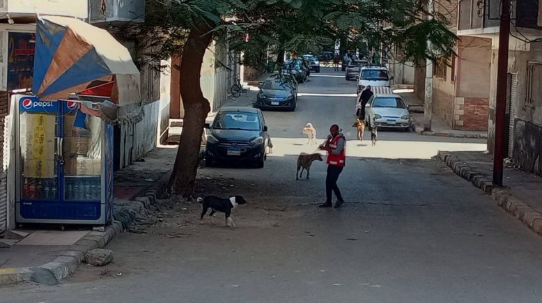 ظاهرة الكلاب الضالة - أرشيفية