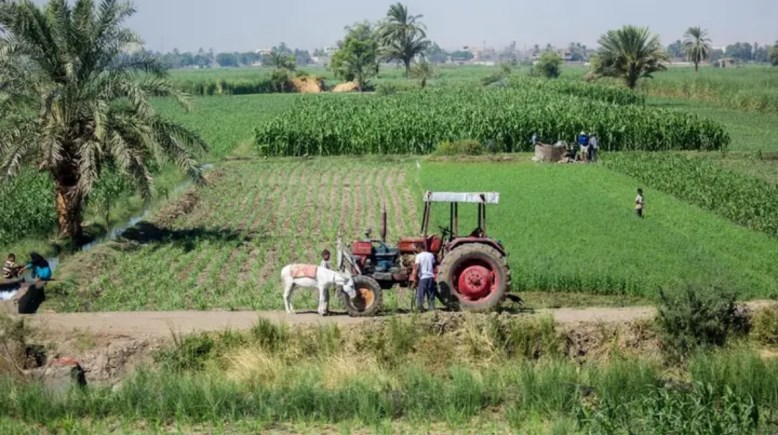  مصرع فلاح على يد زوج شقيقته بسبب خلاف على أرض زراعية ببني سويف 
