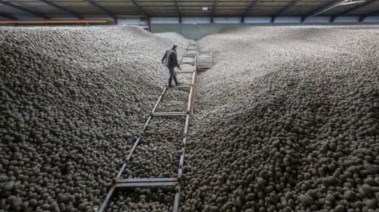 مخزون هائل من البطاطس الفائضة في ألمانيا 