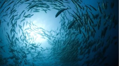 الاحتباس الحراري يهدد مستقبل الثروة السمكية في العالم 