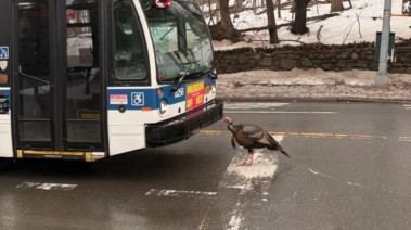 الديك الرومي