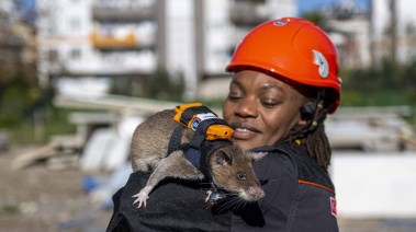 الفئران الأفريقية المدربة
