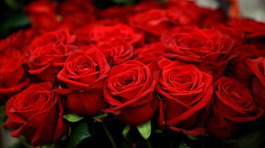 الورد الأحمر