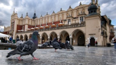 الحمام في بولندا