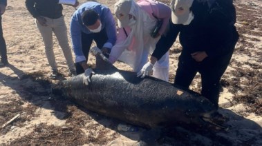 درفيل نافق بمدينة رأس غارب