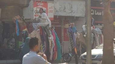 الجمل فى المولد 