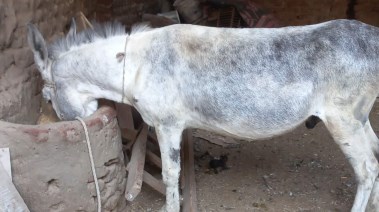 الحمار العائد 