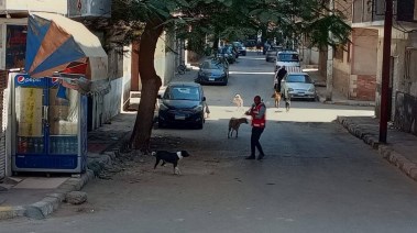 ظاهرة الكلاب الضالة - أرشيفية