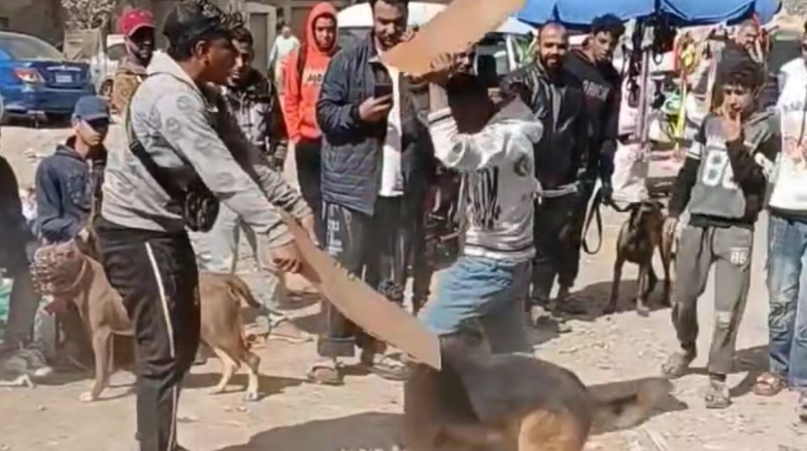 صورة من الفيديو 