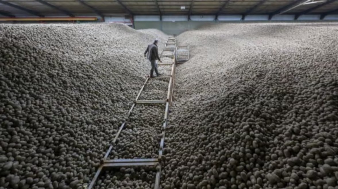 مخزون هائل من البطاطس الفائضة في ألمانيا 