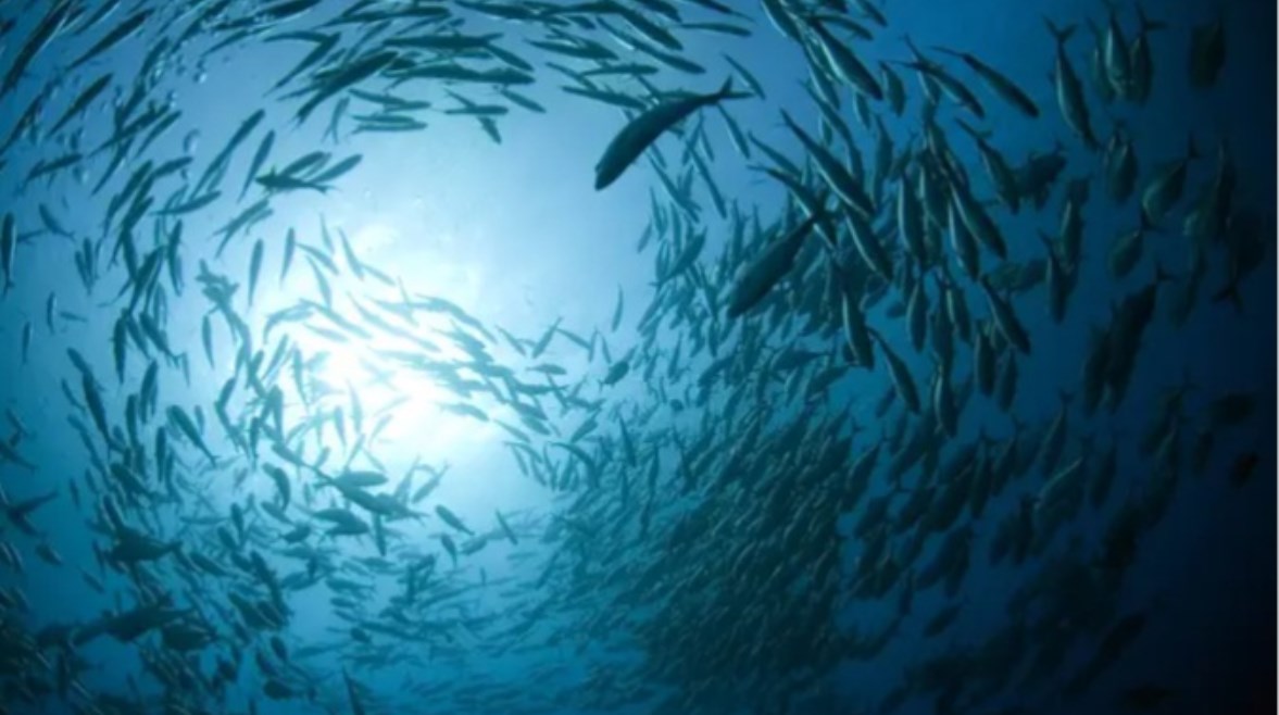 الاحتباس الحراري يهدد مستقبل الثروة السمكية في العالم 