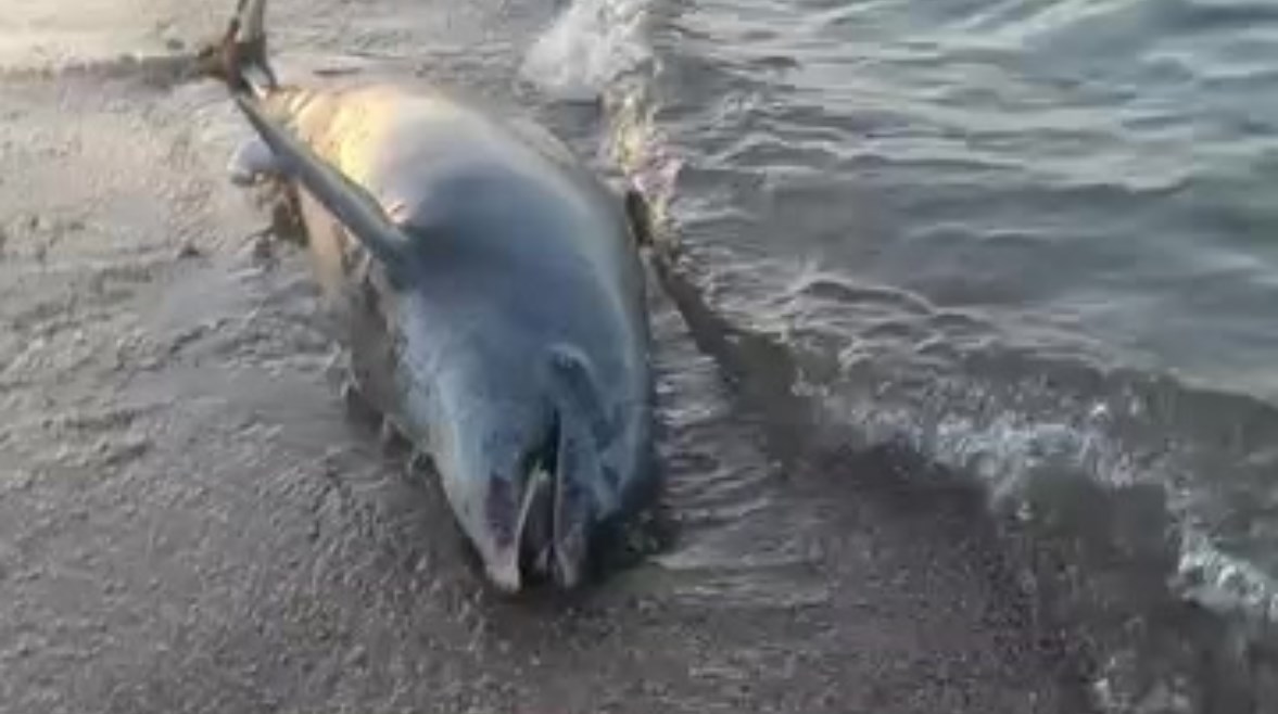 الدولفين التافق 