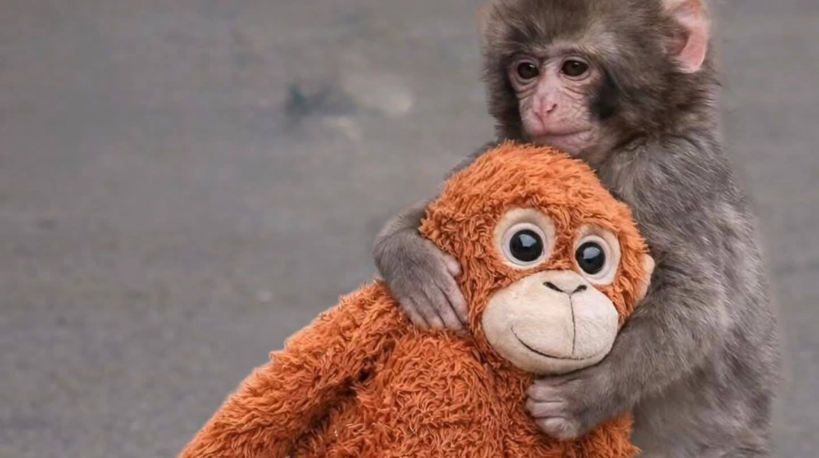 القرد "بانش" مع دميته