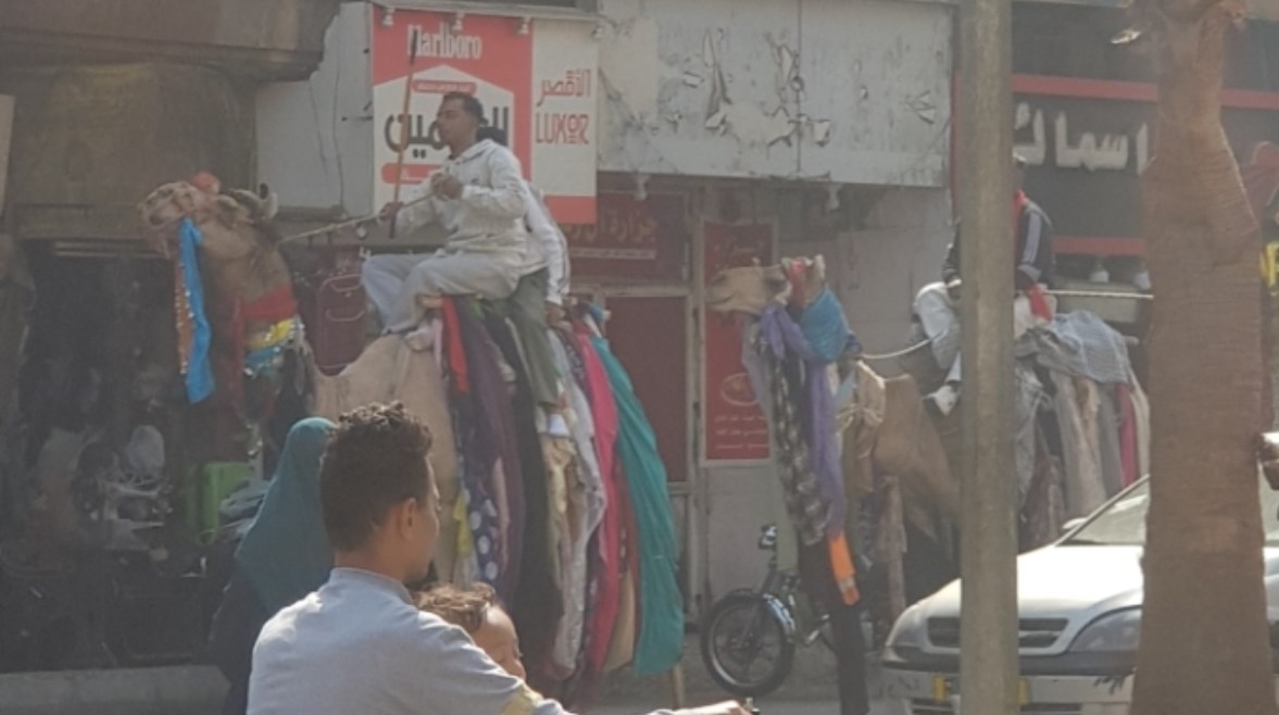 الجمل فى المولد 