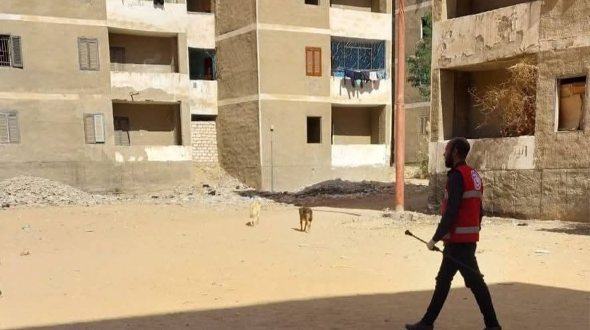 تحصين الكلاب الضالة بقنا 