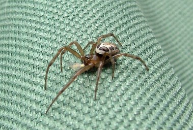 عنكبوت الأرملة الكاذبة