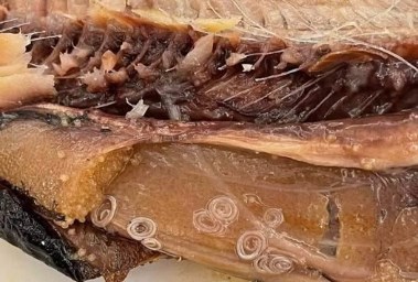 الدودة الحلزونية بالرنجة