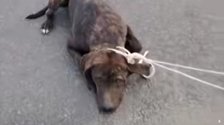 جانب من الفيديو 