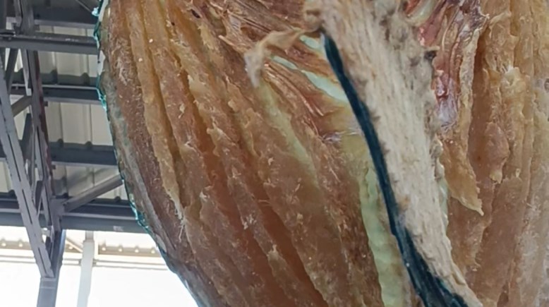 السمك الناشف 