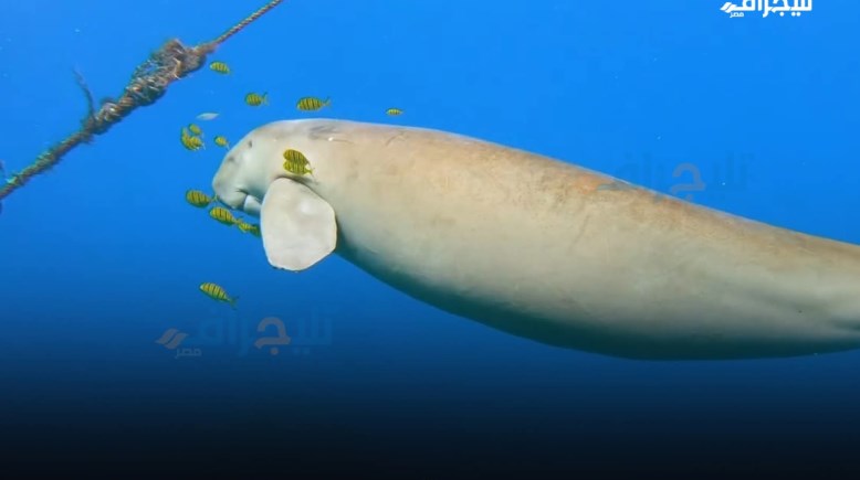 كائن الدوجونج 