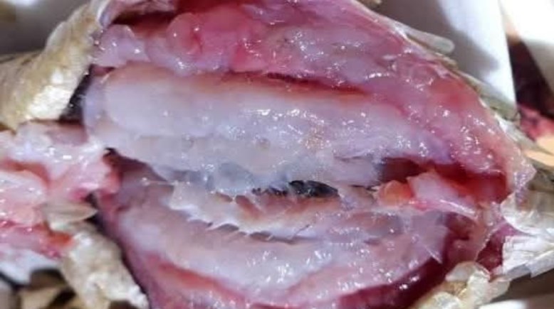 الفسيخ يوم عيد الفطر