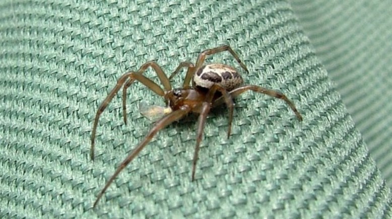 عنكبوت الأرملة الكاذبة