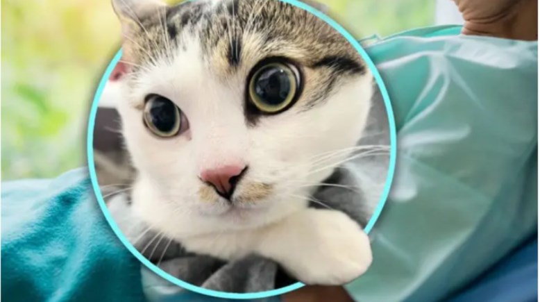 القطة لايباو