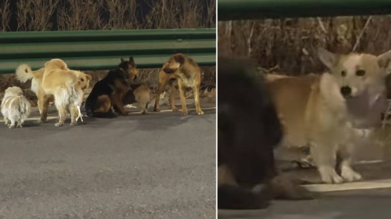 الكلاب أثناء عودتها