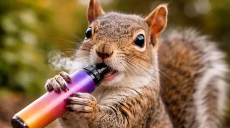 السناجب المدخنة