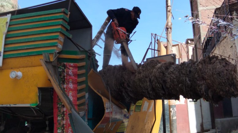 صورة النخلة 