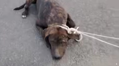 جانب من الفيديو 