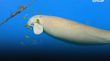 كائن الدوجونج 