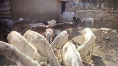 ضبط 60 حمارًا حيًا و180 جلدًا مملحًا داخل حظيرة بالمنيا 