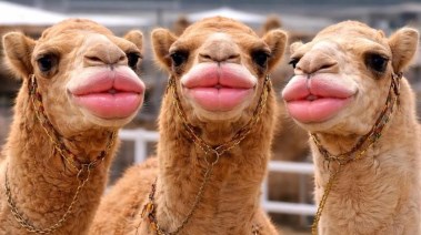 صورة تعبيرية عن القصة