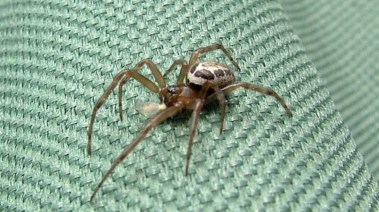 عنكبوت الأرملة الكاذبة