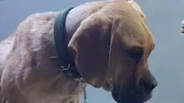 جانب من فيديو الواقعة 