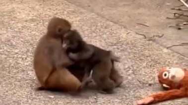 القرد بانش وصديقته مومو