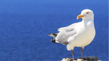 طائر النورس