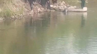 نيل بنها - أرشيفية