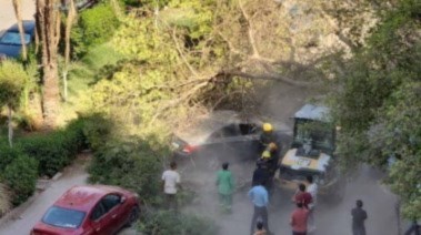 سقوط شجرة ـ صورة أرشيفية 