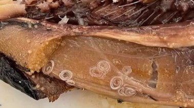 الدودة الحلزونية بالرنجة