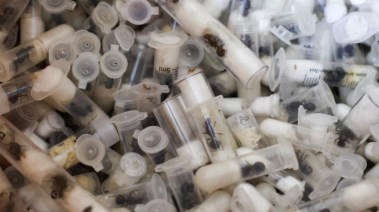 أنابيب الحفاظ على النمل