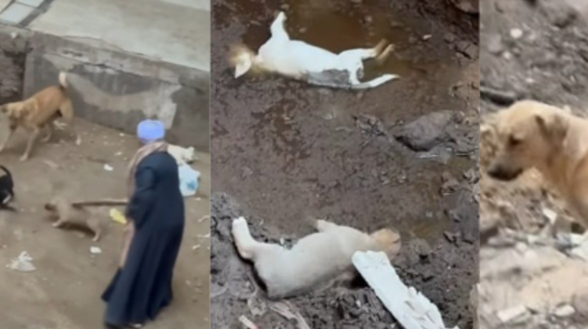 مسن يضرب كلبة وصغارها