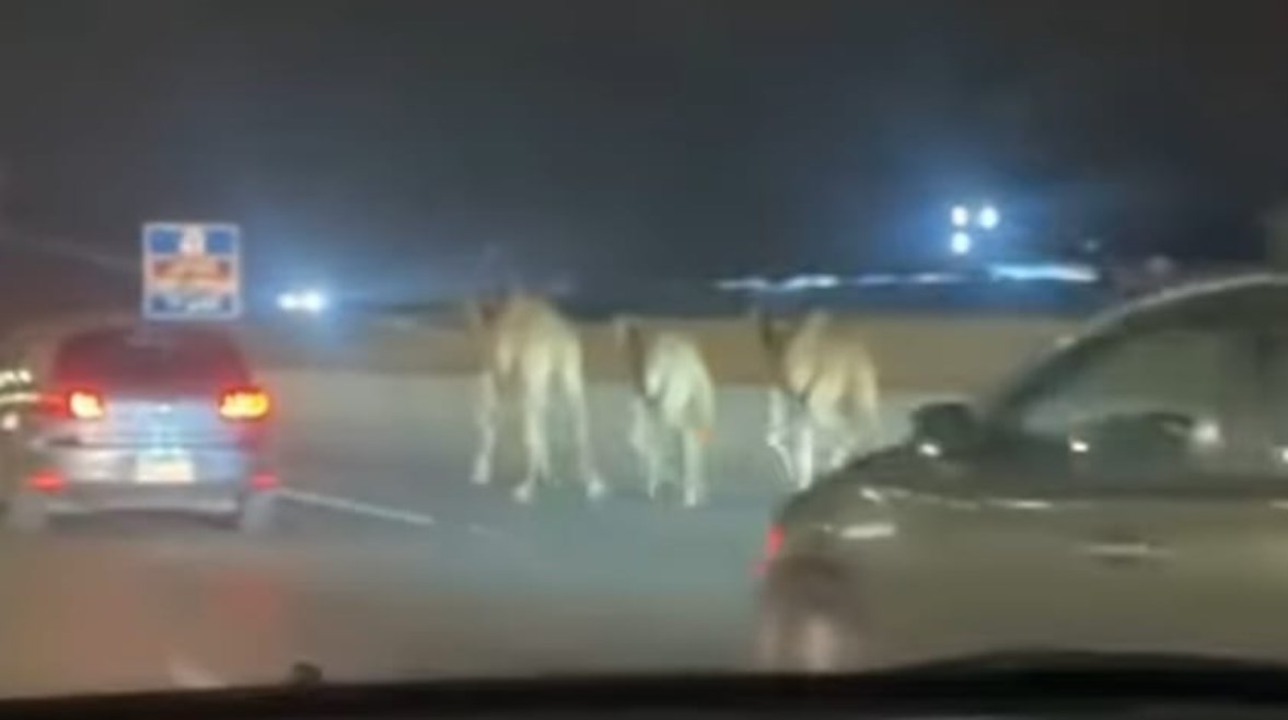 جانب من الواقعة 