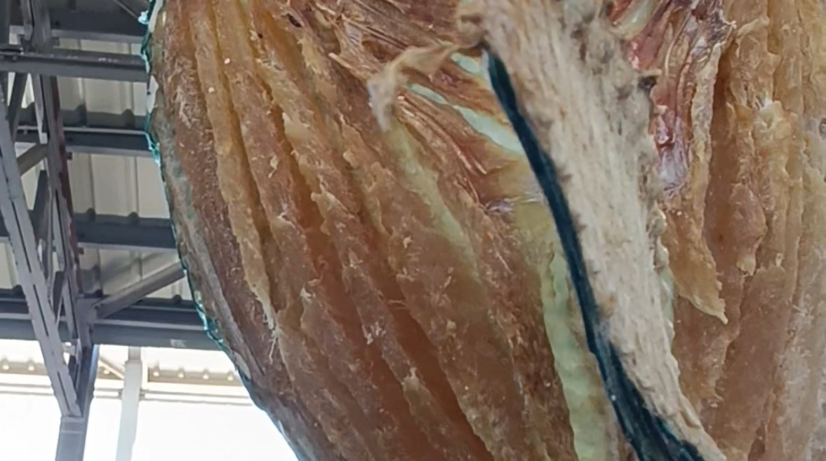 السمك الناشف 